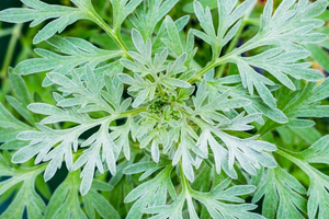 Wormwood Extract