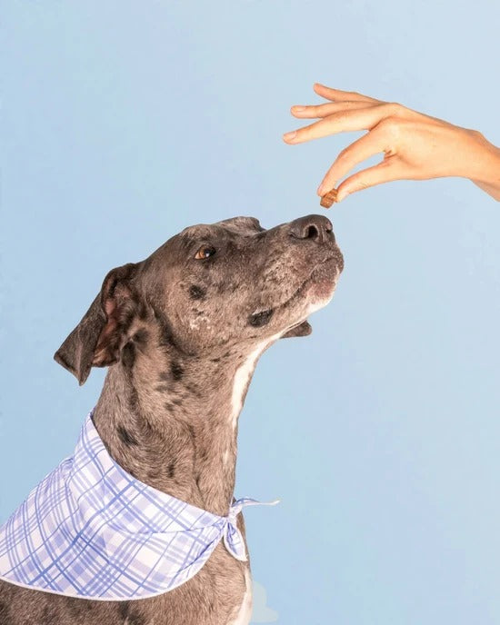 Dog is Human DM-01 The DailyMultivitamin - Human-GradeDog Vitamins & Supplements -All-in-One Chew withProbiotics, CoQ10, EssentialVitamins for All Breeds & Ages